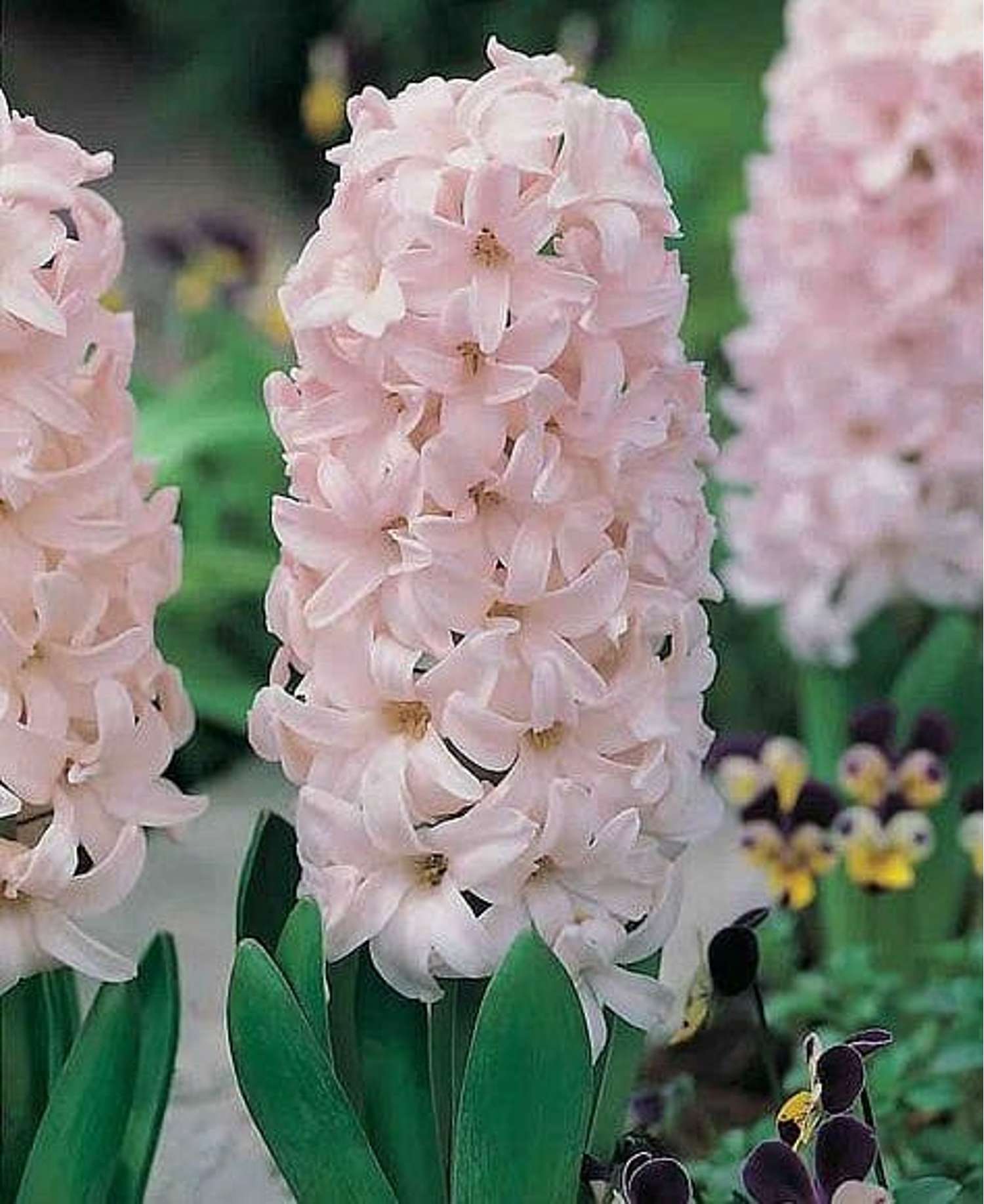 Hyacint 'China Pink'